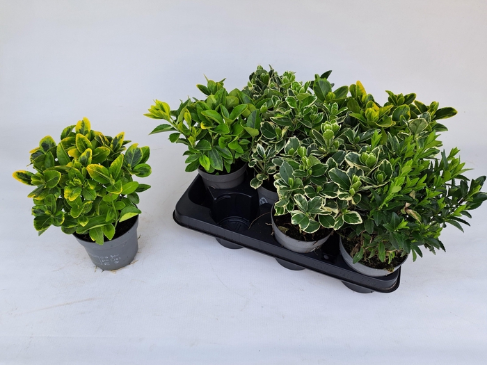 <h4>EUONYMUS JAP GEM</h4>