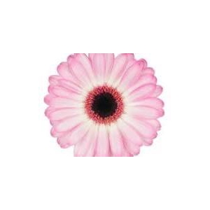 Germini Lollipop Diamond