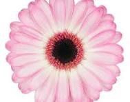 <h4>Germini Lollipop Diamond</h4>