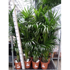 Howea forsteriana