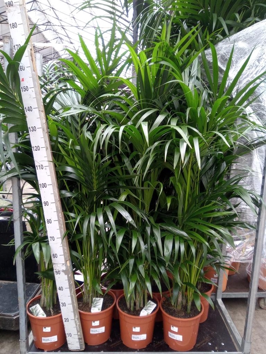<h4>Howea forsteriana</h4>