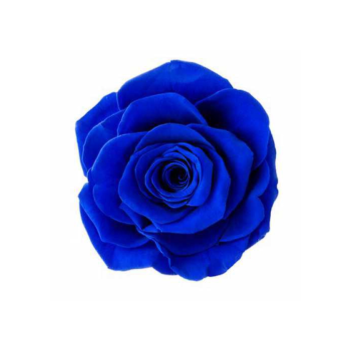 <h4>Rose Monalisa Sapphire Blue</h4>