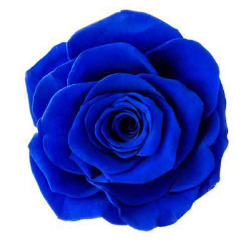 <h4>Rose Monalisa Sapphire Blue</h4>