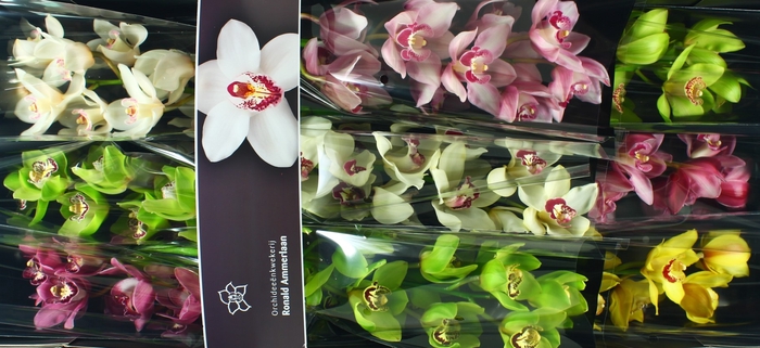 <h4>Cymbidium Mix Doos</h4>