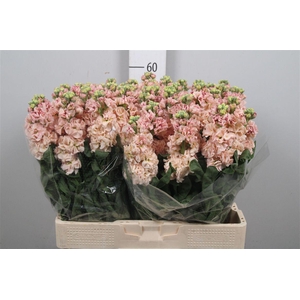 Matth Iron Apricot