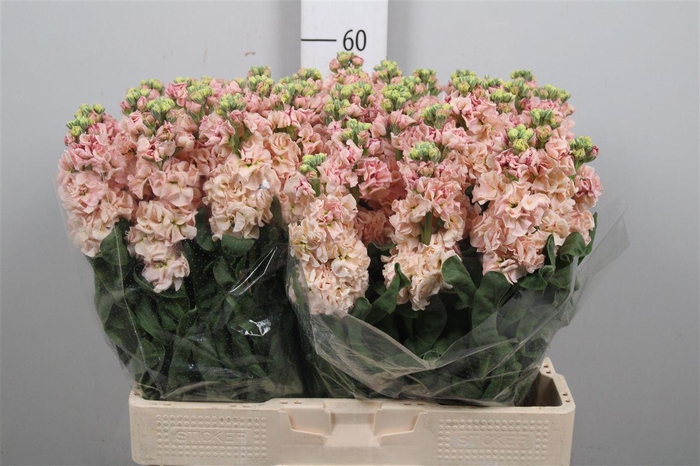 <h4>Matth Iron Apricot</h4>
