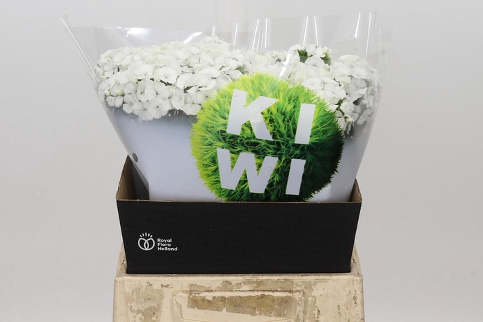 <h4>Dianthus Br Kiwi Bunny XXL</h4>