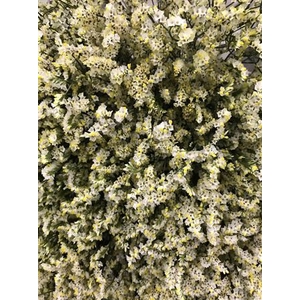 # Limonium White Activa **clearout**