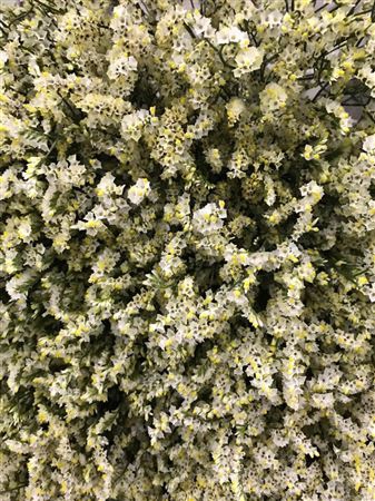 <h4>Limonium White Activa</h4>