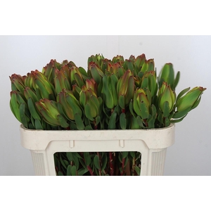 LEUCAD LAUREL YELLOW