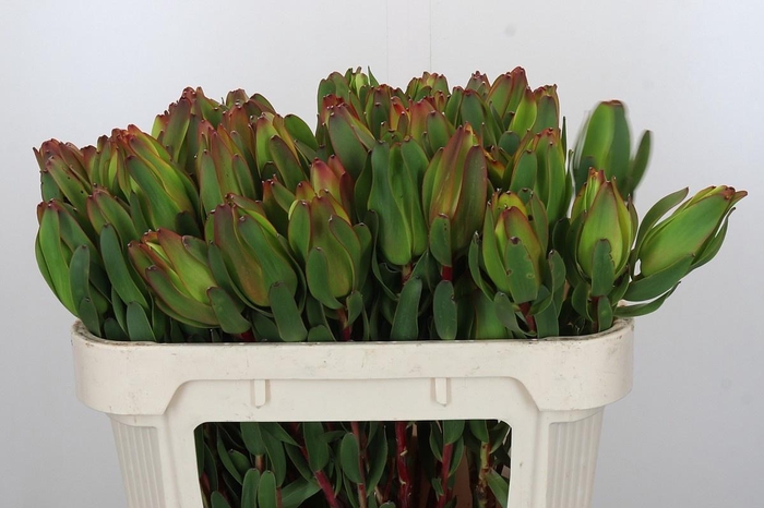 <h4>LEUCAD LAUREL YELLOW</h4>