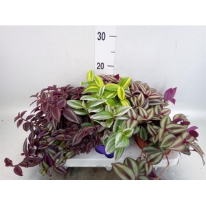 Tradescantia   ...mix