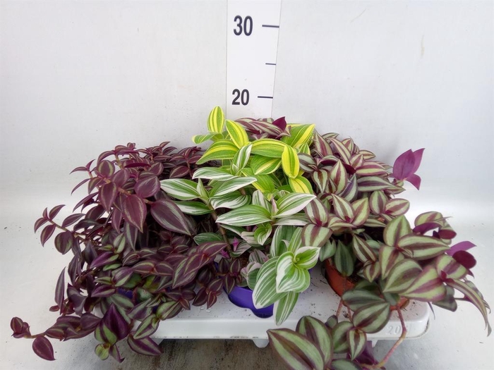 <h4>Tradescantia   ...mix</h4>
