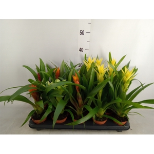 Guzmania   ...mix 5