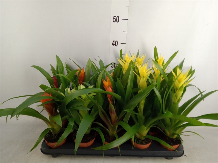 <h4>Guzmania   ...mix 5</h4>