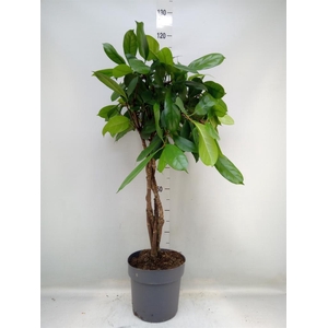 Ficus cyathistipula