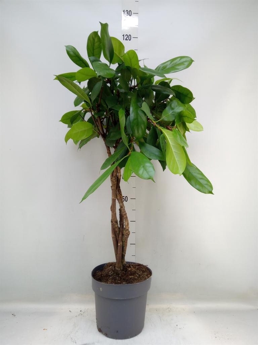 <h4>Ficus cyathistipula</h4>