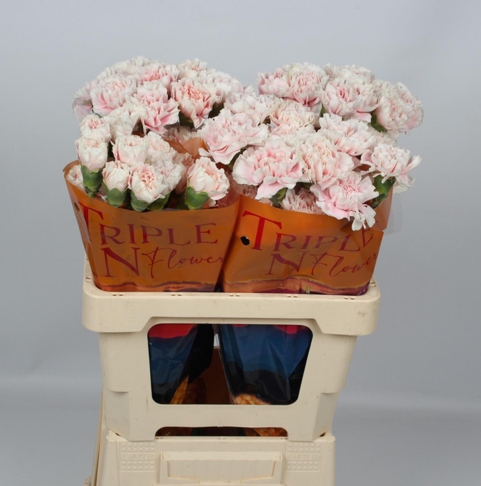 <h4>DI ST ALTAIR</h4>