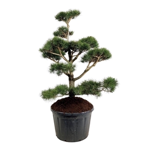 Pinus contorta