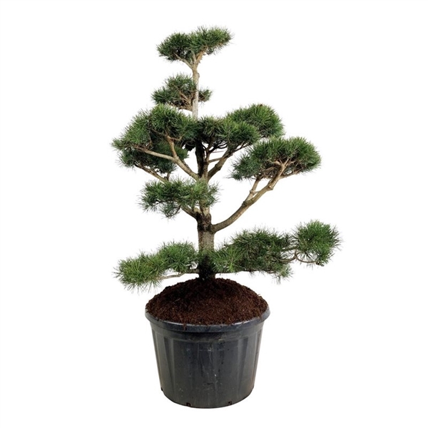 <h4>Pinus contorta</h4>