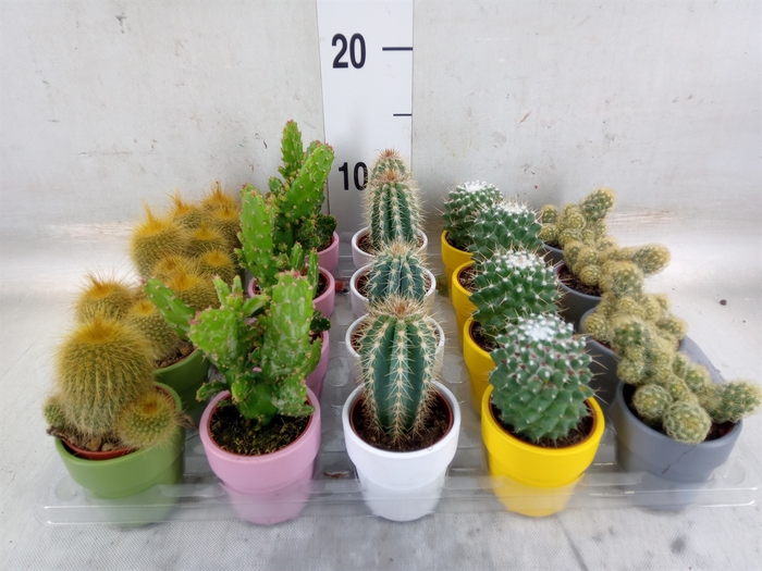 <h4>Cactus   ...mix  5</h4>