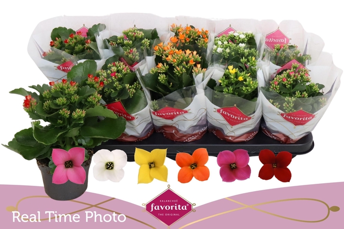 <h4>KAL EN GEM 6 KL</h4>