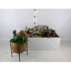 Planten Groen   ...mix  3