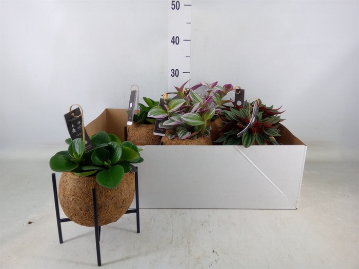<h4>Planten Groen   ...mix  3</h4>