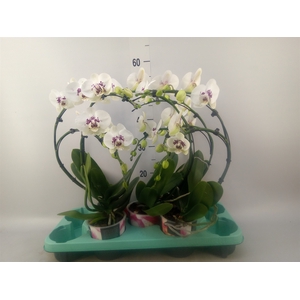 Phalaenopsis multi.   ...
