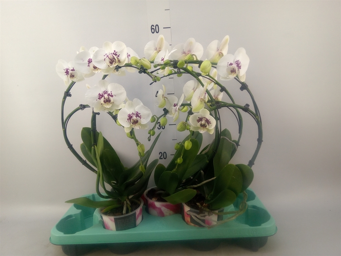 <h4>Phalaenopsis multi.   ...</h4>