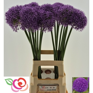 ALLIUM GLOBEMASTER