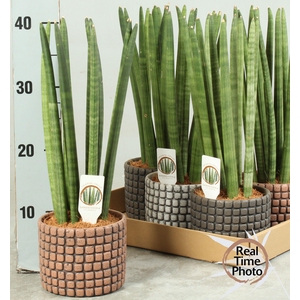 SANSEV CYLINDRICA OV