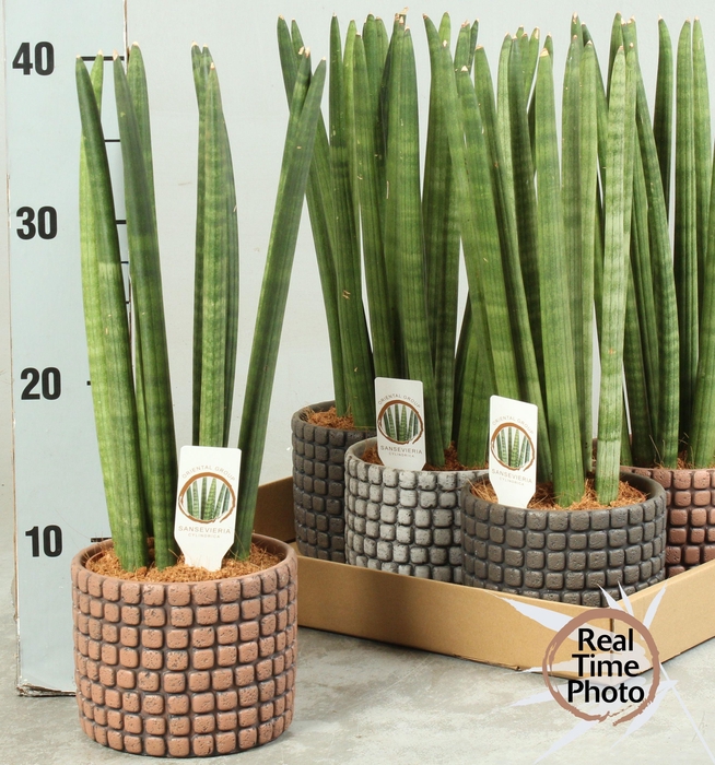 <h4>SANSEV CYLINDRICA OV</h4>