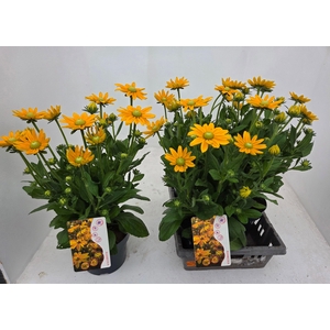 RUDB SUNBECK OPHELIA