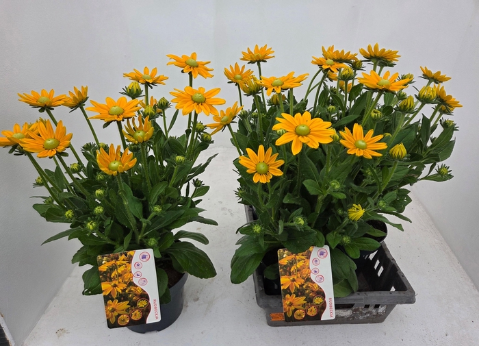 <h4>RUDB SUNBECK OPHELIA</h4>