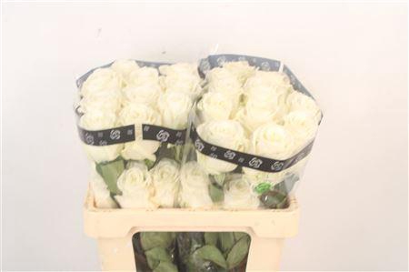 <h4>R Gr Ec Playa Blanca</h4>