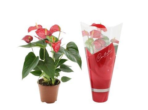 <h4>Anthurium Red Bull in Couture sleeve</h4>