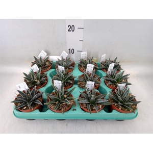 Agave victoriae-reginae