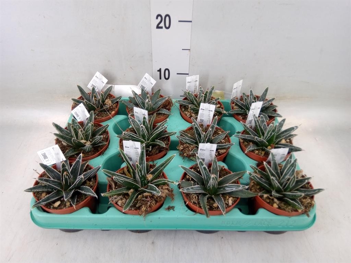 <h4>Agave victoriae-reginae</h4>