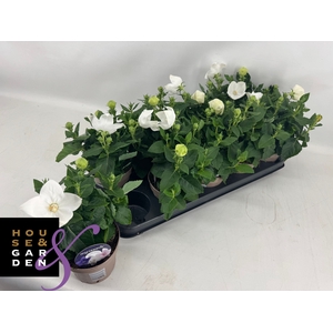 PLATYCO GR ASTRA WHI