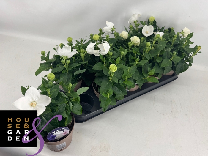 <h4>PLATYCO GR ASTRA WHI</h4>