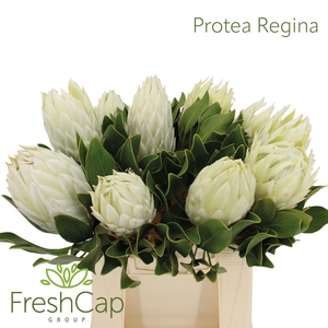 Protea Regina