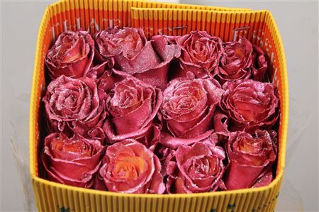 <h4>R Gr Rose Gold Ec</h4>