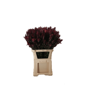 LEUCADENDRON SAF SUNSET DARK R. 40 CM