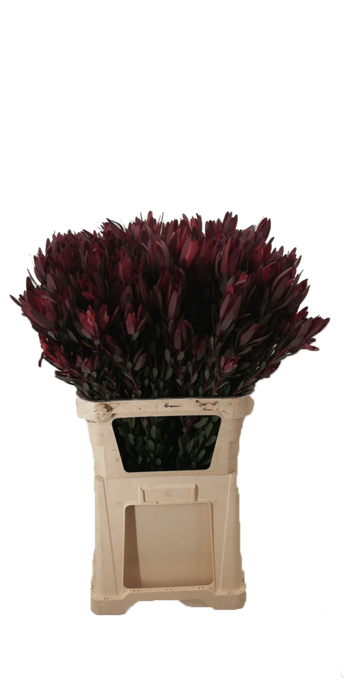 <h4>LEUCADENDRON SAF SUNSET DARK R. 50 CM</h4>