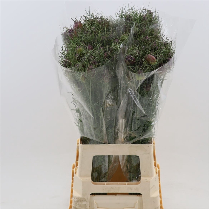 <h4>Nigella damascena (zaaddoos)</h4>