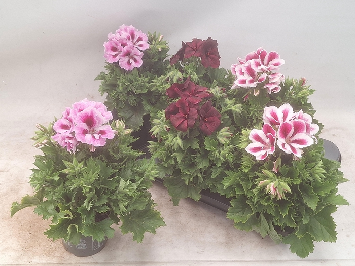 <h4>PEL GR MIXK 3 KL</h4>