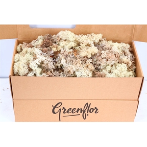 Moss Reindeer Moss 500gr Natural