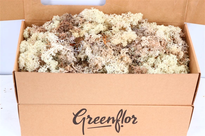 <h4>Moss Reindeer Moss 500gr Natural</h4>
