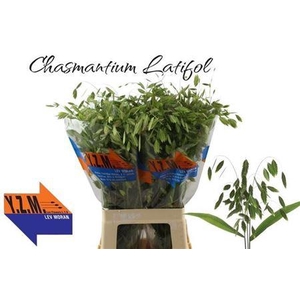 Chasmanth Latifolium 70 Cm